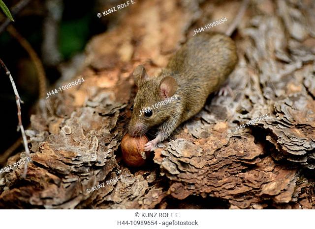 Yellow-necked mouse, Apodemus flavicollis