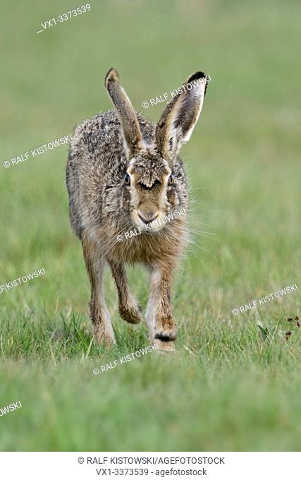 Brown Hare / European Hare / Feldhase ( Lepus europaeus ) running over a meadow, on direct way towards the camera, eye contact, wildlife, Europe