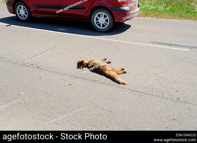 Killed dead fox animal body lay on rural road and car drive passing