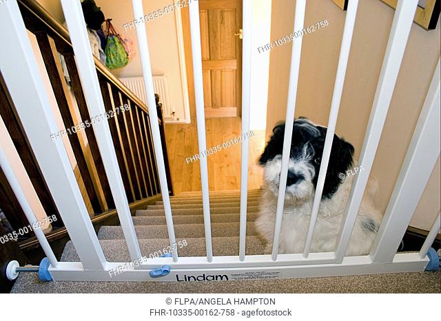 Domestic Dog, Cockerpoo, puppy, sitting beside stairgate at top of stairs, England