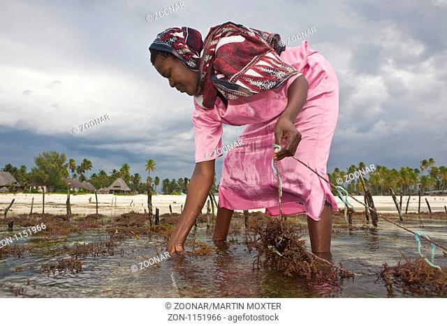 A woman in a colorful dress of a seaweed harvesting seaweed for Angelets field in a lagoon