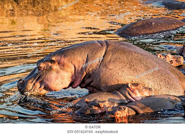 Pod of hippopotamuses (Hippopotamus amphibius kiboko) bathing in Mara River, Masai Mara, Kenya