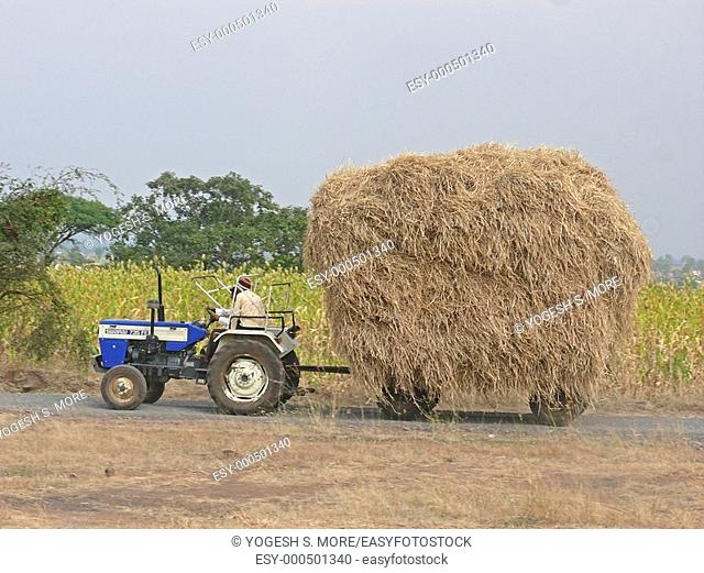 Tractor loaded with Heap of Dry Grass for feeding Domestic animals, pune, INDIA