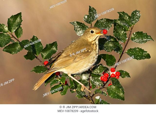 Hermit Thrush feeding on holly berries in winter. (Catharus guttatus). January in Connecticut, USA