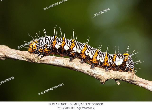 An Eight-spotted Forester Moth (Alypia octomaculata) caterpillar (larva) perches on a twig