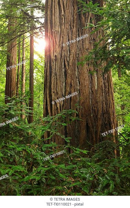 Redwoods in Muir Woods National Park California USA