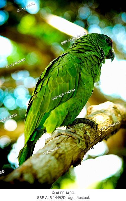 Parrot, Nature, Nossa Senhora de Fátima Community, Igarapé do Camara, Iranduba, Amazonas, Brazil