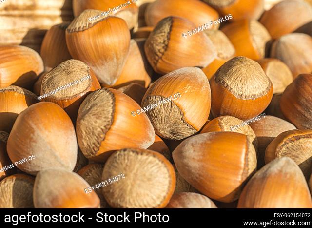 Close-up of organic hazelnut in shell for use as a background