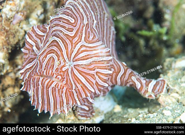 Psychedelic frogfish, Histiophryne psychedelica, Ambon Island, Maluku Islands, Indonesia