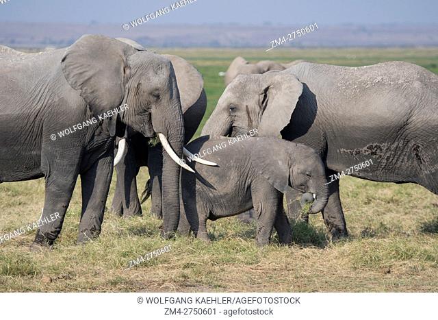 African elephants (Loxodonta africana) feeding on grass in Amboseli National Park in Kenya