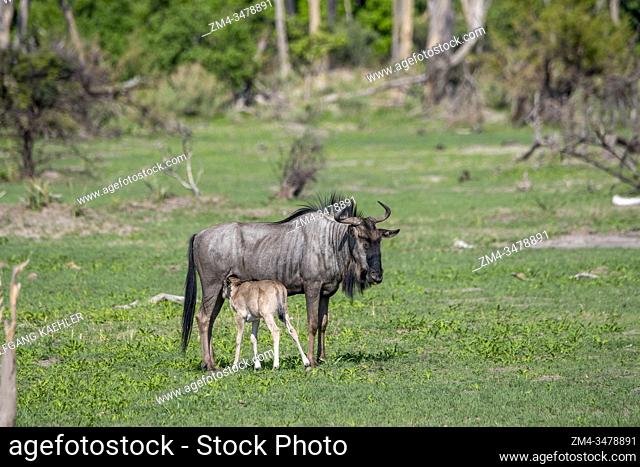 A Wildebeest mother is nursing a newly born baby on the floodplains in the Gomoti Plains area, a community run concession