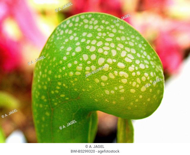 California pitcher plant, Cobra Lily Plant (Darlingtonia californica), trap leaf