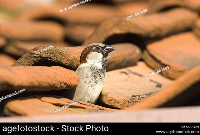 House sparrow (Passer domesticus), adult male, looking out of nest hole in roof, Norfolk, England, summer