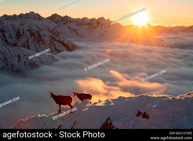 Two tatra chamois, rupicapra rupicapra tatrica, standing on mountains in sunrise. Pair of wild goats looking on horizon in warm sunlight in winter