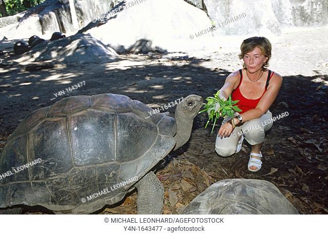 Feeding a Tortoise on La Digue