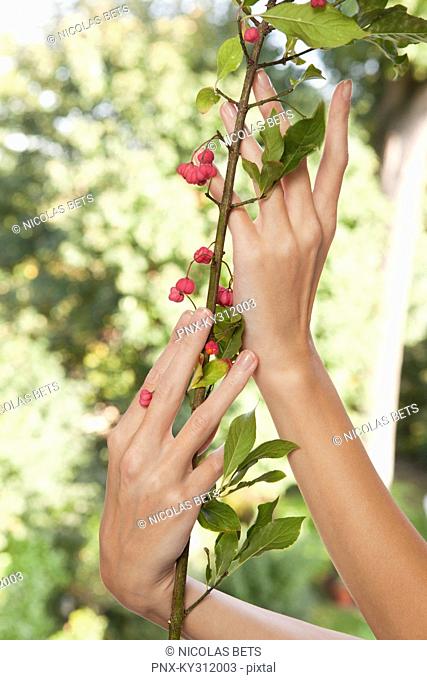 Close-up of woman's hands holding plant