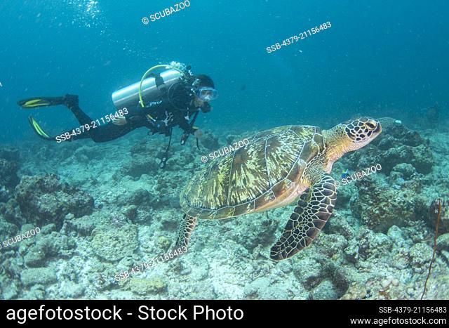 Scuba diver swimming alongside a Green Turtle, Chelonia mydas, Maldives, Indian Ocean, K. Lankanfinolhu, North Atoll, North Male