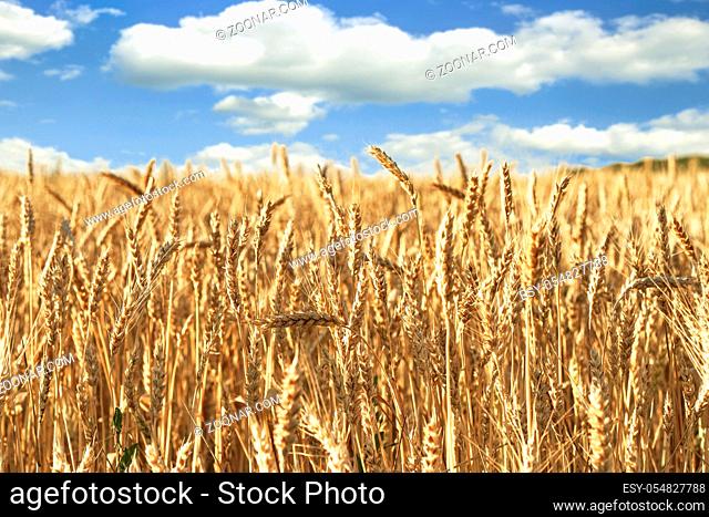 Landscape of a field of ripe wheat against a blue cloudy sky