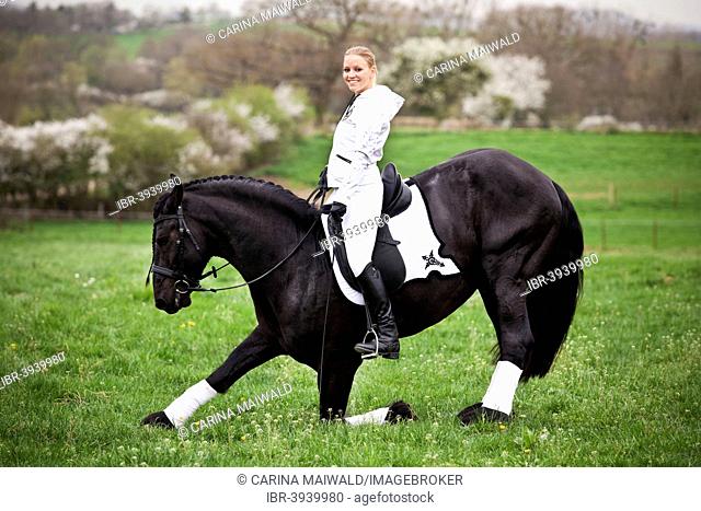 Friesian or Frisian horse, stallion, with a female rider on horseback, on a meadow, classical dressage, compliment on a loose rein