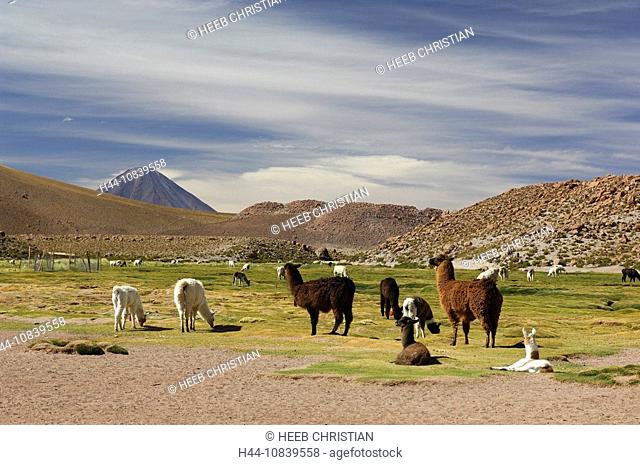 Chile, South America, Llamas, Lama glama, Machuca near San Pedro de Atacama, Altiplano, Antofagasta, landscape, South