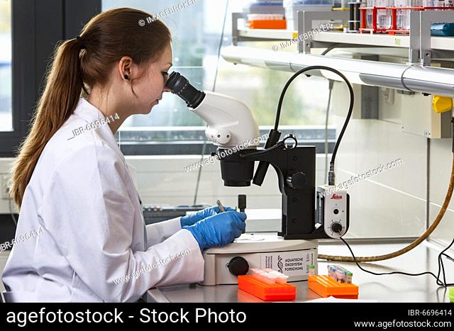 Biology student at the microscope at the Faculty of Biology in the University of Duisburg-Essen during research work, Essen, North Rhine-Westphalia, Germany