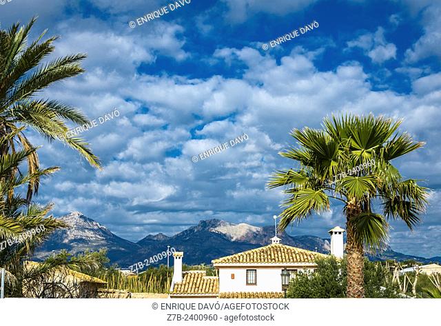 A palm tree closed to Albir area, Alicante north, Spain