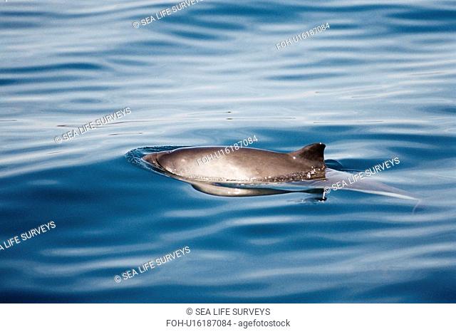 Harbour porpoise Phocoena phocoena showing characteristic pigmentation on its flanks and triangular dorsal fin. Hebrides, Scotland