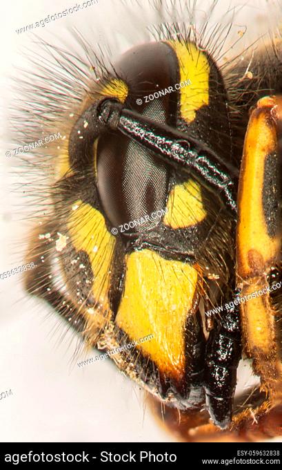 Kopf mit Antennen und zusammengesetzten Augen einer Wespe