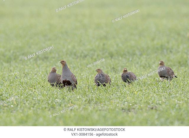 Grey partridges ( Perdix perdix ), flock, shy little group walking over a green field of winter wheat, early in the morning, wildlife, Europe