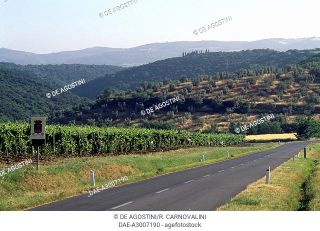 Brunello di Montalcino vineyards, Montalcino, Val d'Orcia (Unesco World Heritage List, 2004), Tuscany, Italy
