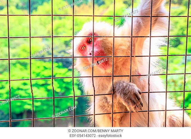 Funny Japanese macaque monkey inside popular Iwatayama Monkey Park in Arashiyama, Kyoto, Japan. Monkey asking for food to tourists from the grates
