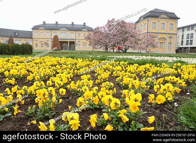09 April 2023, Thuringia, Gera: Yellow pansies bloom in front of a magnolia tree in the kitchen garden. Magnolias are a genus of plants in the magnolia family