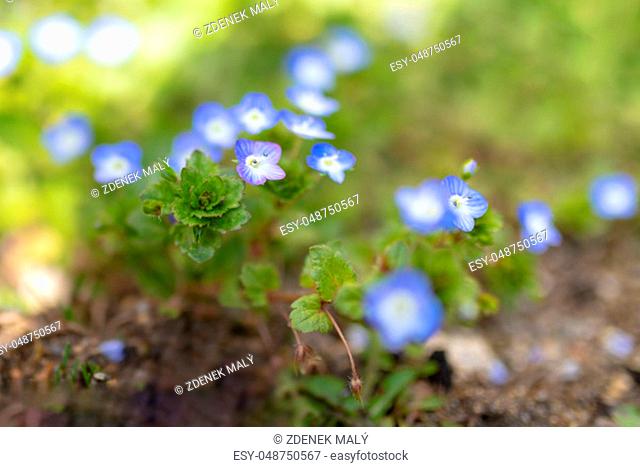 Blue Veronica persica flower or persian speedwell on natural green grass bokeh. Excellent natural background for spring and winter themes