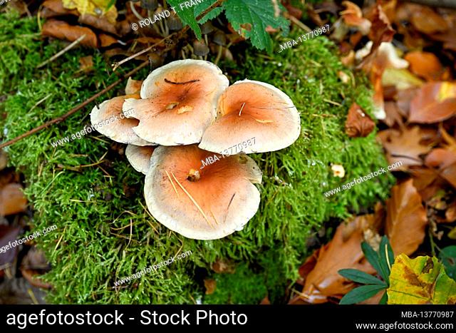 Mushrooms on a weathered mossy tree stump