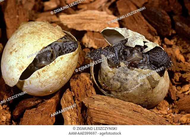 N. Diamondback Terrapins (Malaclemys terrapin) Hatching NJ
