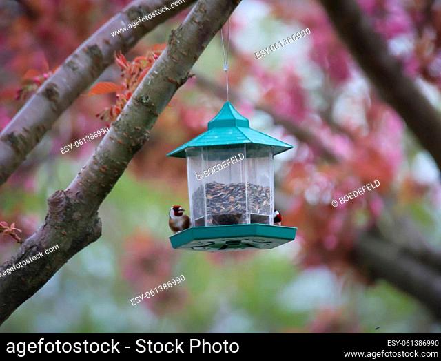 Portrait of a goldfinch at a feeder in spring
