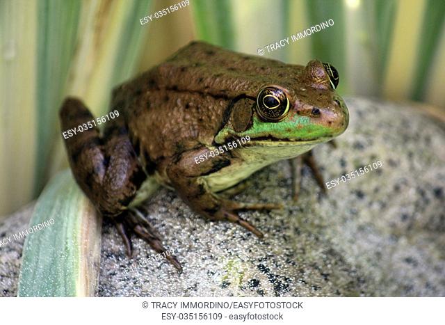Close up of an American Bullfrog, Lithobates catesbeianus, sitting on a rock using a bokeh effect