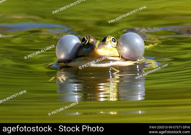 23 April 2020, Brandenburg, Potsdam: A small water frog swims in the meadow pond in Glienicker Park and pumps up its sound bubbles when it croaks loudly