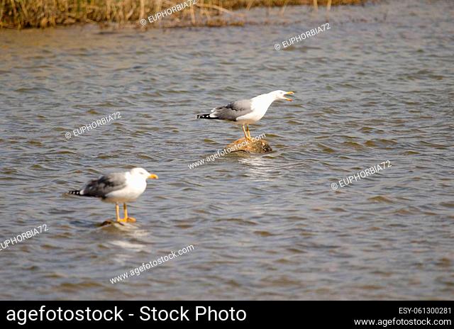 Yellow-legged gulls Larus michahellis atlantis. Charca de Maspalomas. San Bartolome de Tirajana. Gran Canaria. Canary Islands. Spain