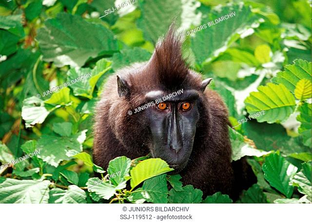 crested black macaque / macaca nigra