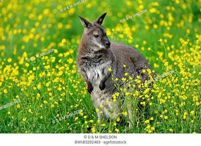 red-necked wallaby, Bennetts Wallaby Macropus rufogriseus, Wallabia rufogrisea, in a meadow