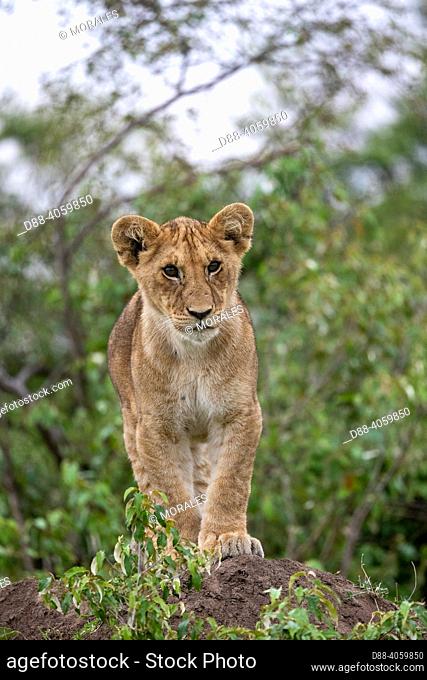 Africa, East Africa, Kenya, Masai Mara National Reserve, National Park, BabY lion (Panthera leo), in savanna