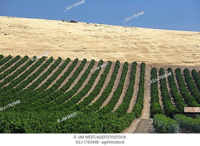 Woodlake, California - A green irrigated orchard in the San Joaquin Valley and the dry hills beyond
