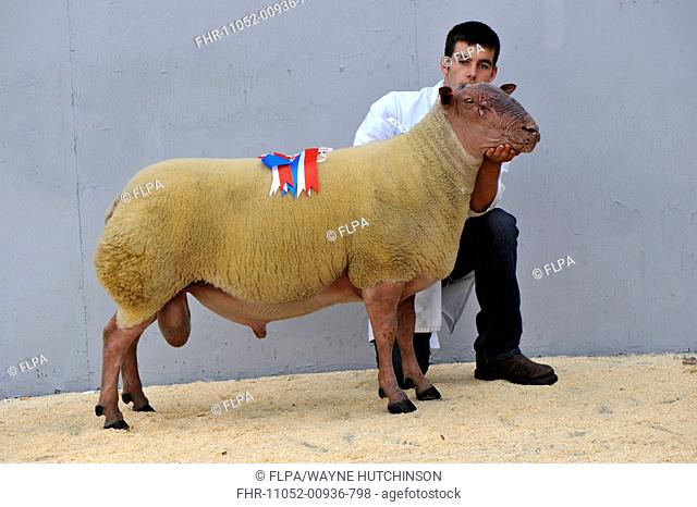 Domestic Sheep, Rouge de L'Ouest ram, champion held by shepherd at sale, England, august