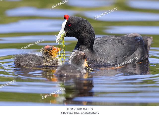Red-knobbed Coot (Fulica cristata), adult feeding its chicks