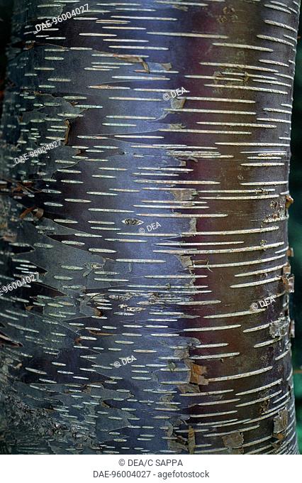 Paper Birch bark (Betula papyrifera), Betulaceae