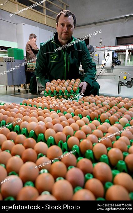 PRODUCTION - 16 March 2022, Saxony-Anhalt, Blankenburg: Fresh organic eggs lie in the packing hall. In the chicken farm of Michael Häge (photo), built in 2017
