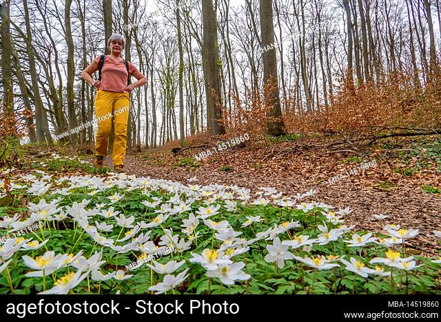 Woman, forest walk, Traumschleifen, Saar-Hunsrück, hiking trail Mannebach 111, Saarburger Land, Rhineland-Palatinate, Germany
