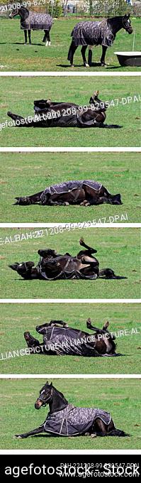 16 April 2022, Saxony-Anhalt, Oebisfelde-Weferlingen/Ot Kathendorf: IMAGE COMBO - A horse with a blanket strapped around it rolls on the grass and stays on its...