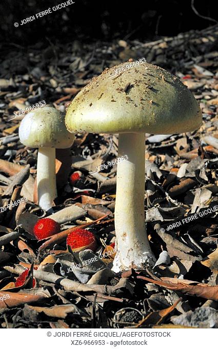Death Cap, amanita Phalloides, lethal mushroom, The partial veil are intact, the ring is not formed